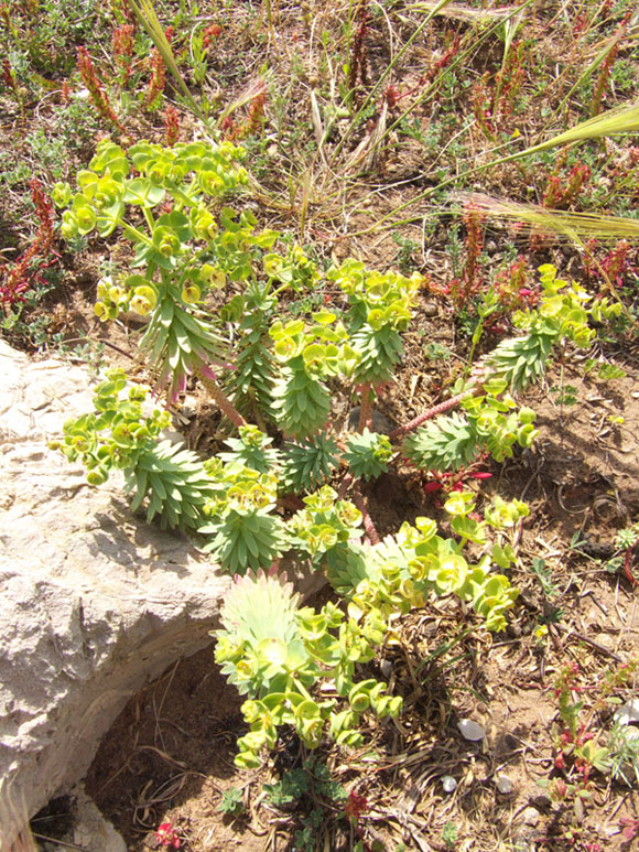 Euphorbia segetalis / Euforbia delle messi